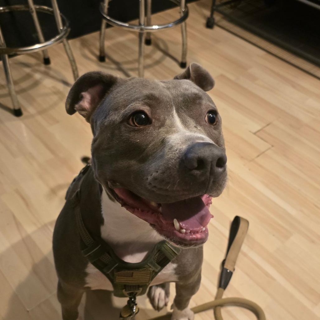 Governor AKA Gunner, Adoptable, Adult Male Pit Bull Terrier.