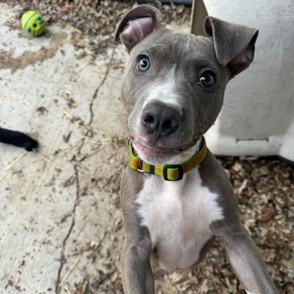 Enlarge Governor AKA Gunner, a Adoptable Pit Bull Terrier in Hanna City, IL image 2/4