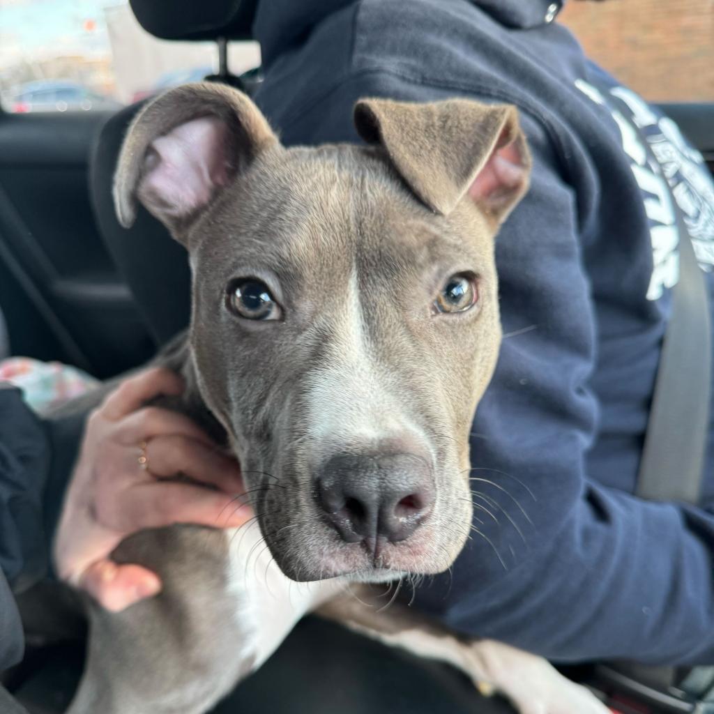 Enlarge Governor AKA Gunner, a Adoptable Pit Bull Terrier in Hanna City, IL image 3/4