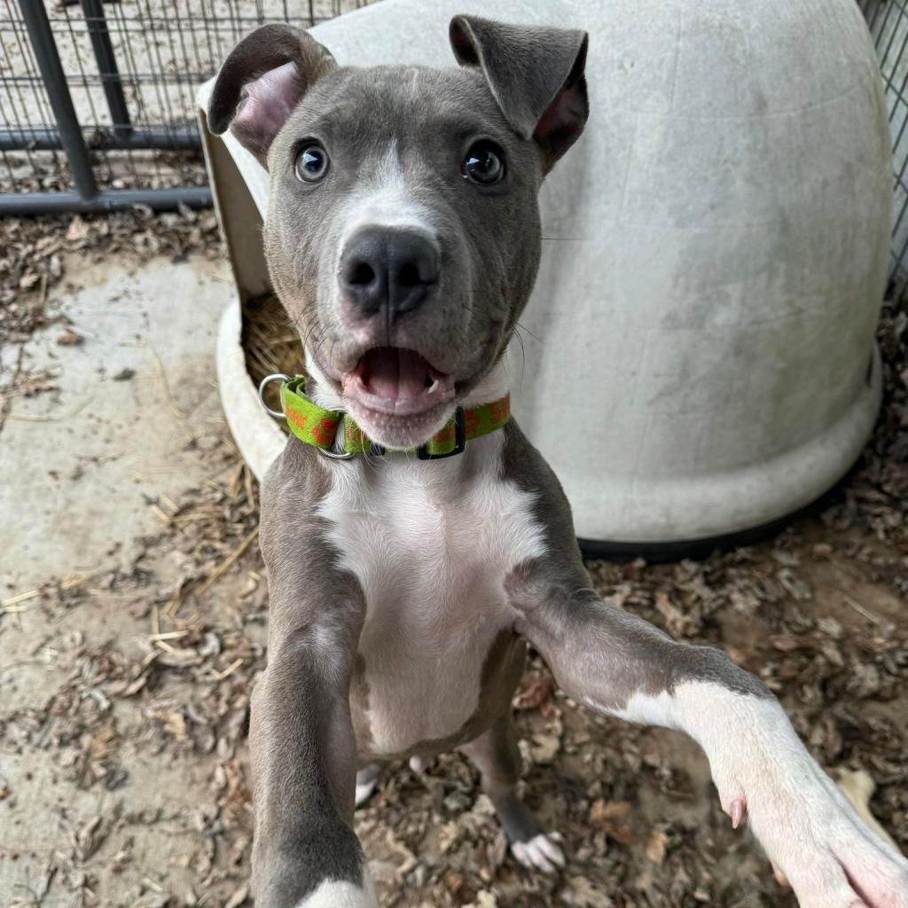 Enlarge Governor AKA Gunner, a Adoptable Pit Bull Terrier in Hanna City, IL image 4/4