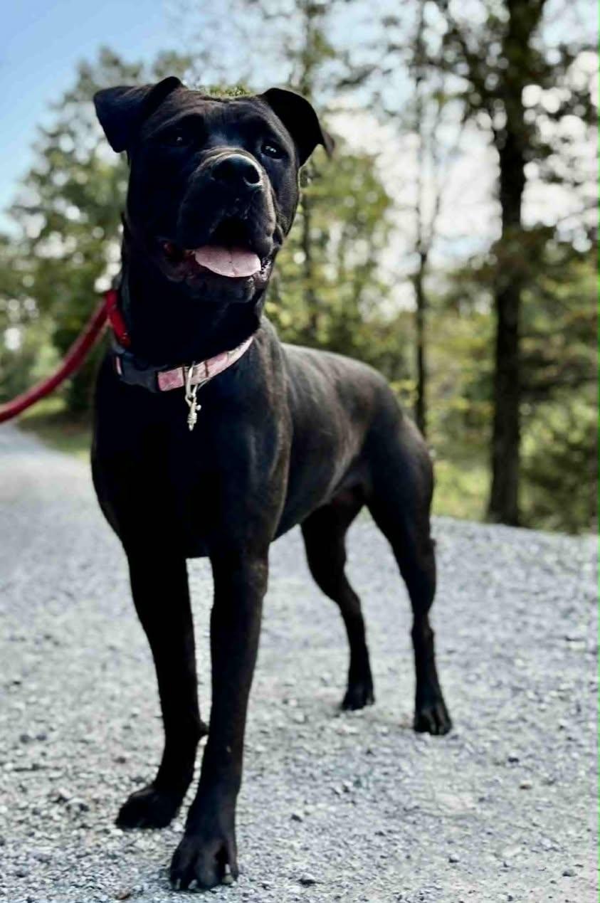 Enlarge TESSA, a Adoptable mixed breed in Waverly, TN image 1/3