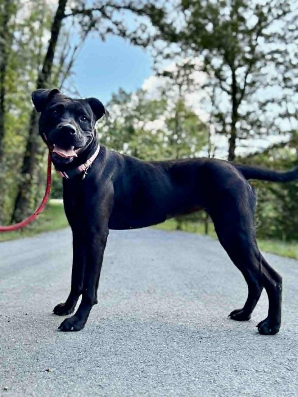 Enlarge TESSA, a Adoptable mixed breed in Waverly, TN image 2/3