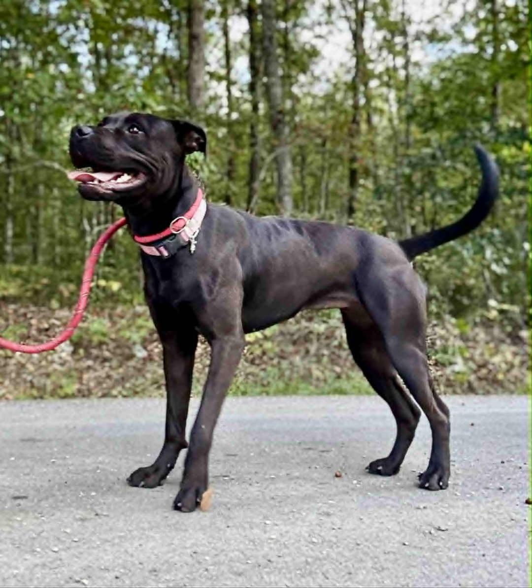 Enlarge TESSA, a Adoptable mixed breed in Waverly, TN image 3/3