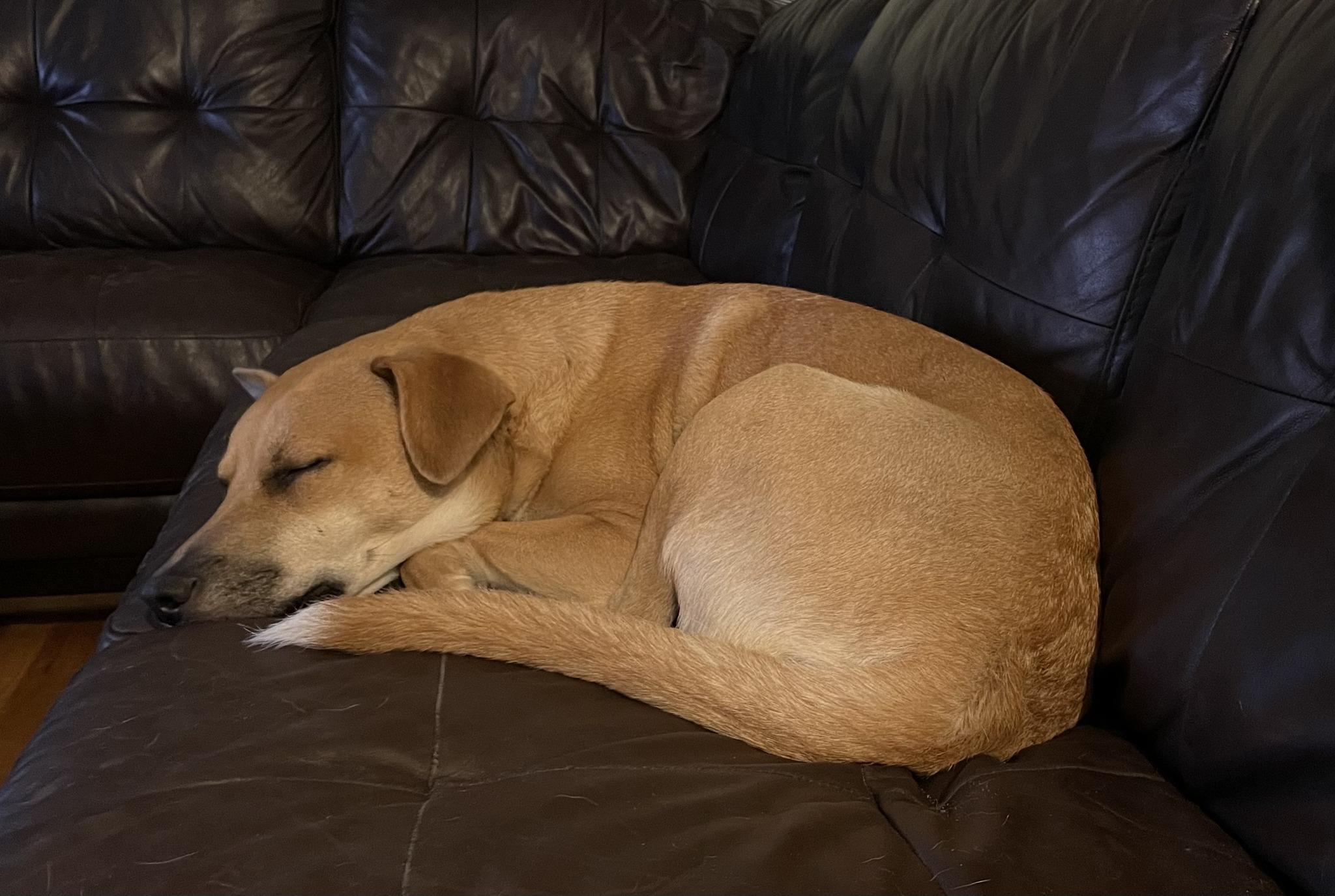 Enlarge Charli - Urgent Foster/Foster to Adopt/Adopter needed, a Adoptable mixed breed in Wantagh, NY image 4/6