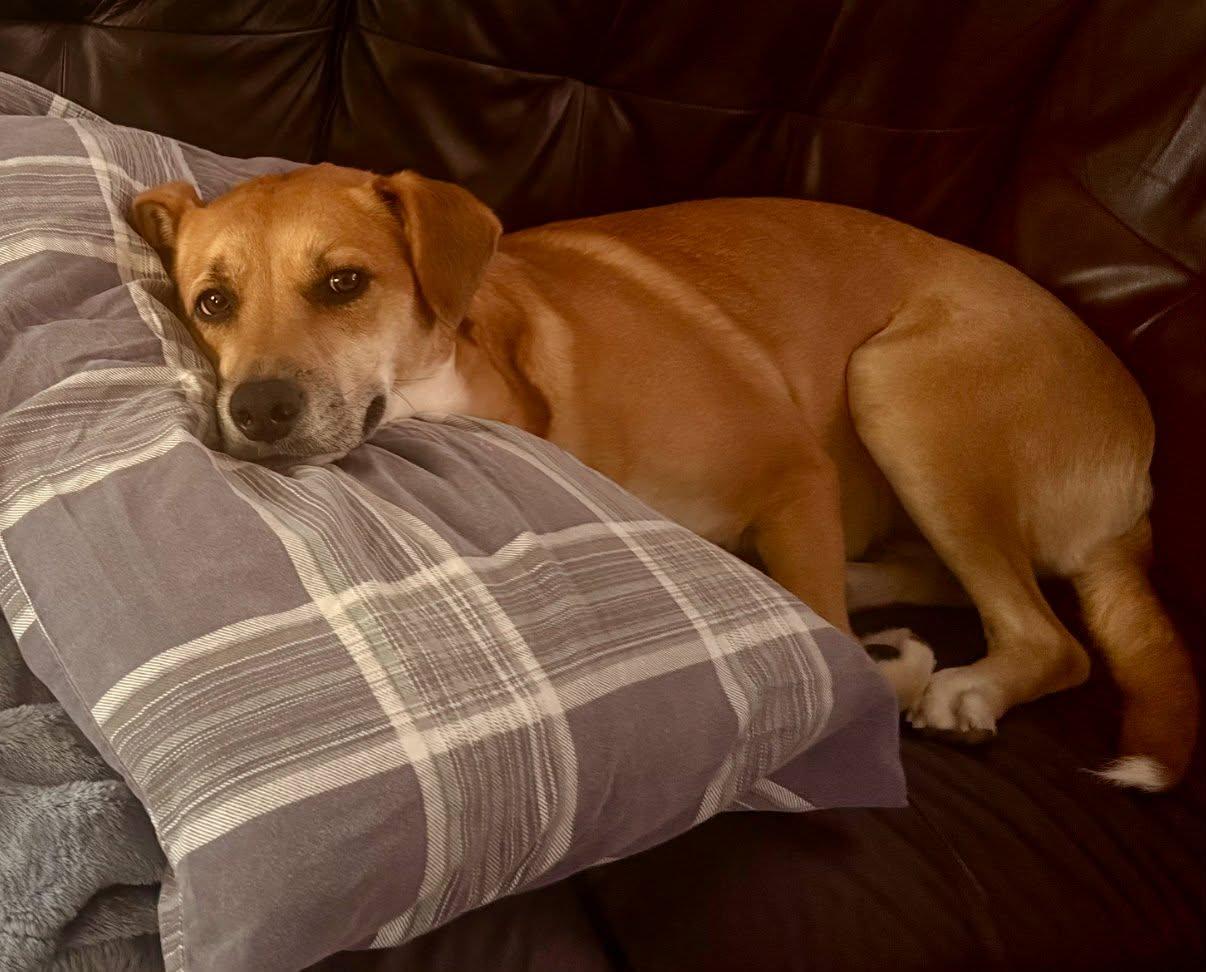 Enlarge Charli - Urgent Foster/Foster to Adopt/Adopter needed, a Adoptable mixed breed in Wantagh, NY image 3/6