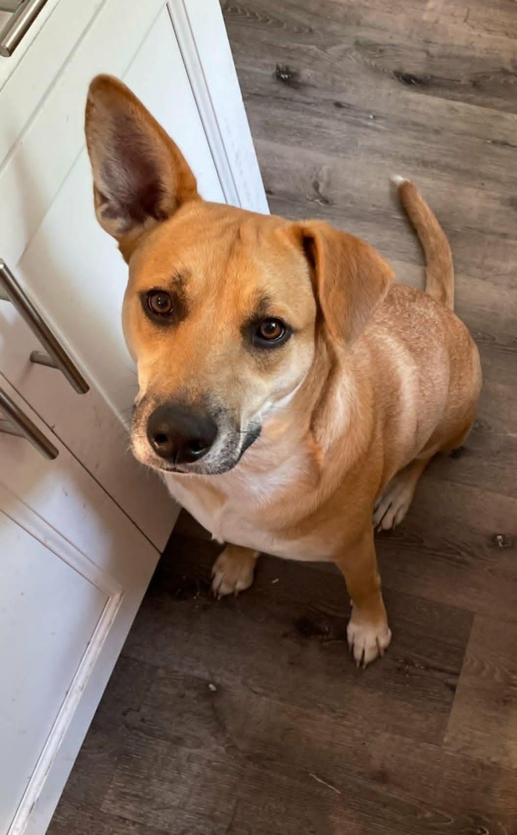 Charli - Urgent Foster/Foster to Adopt/Adopter needed, Adoptable, Adult Female Black Mouth Cur.