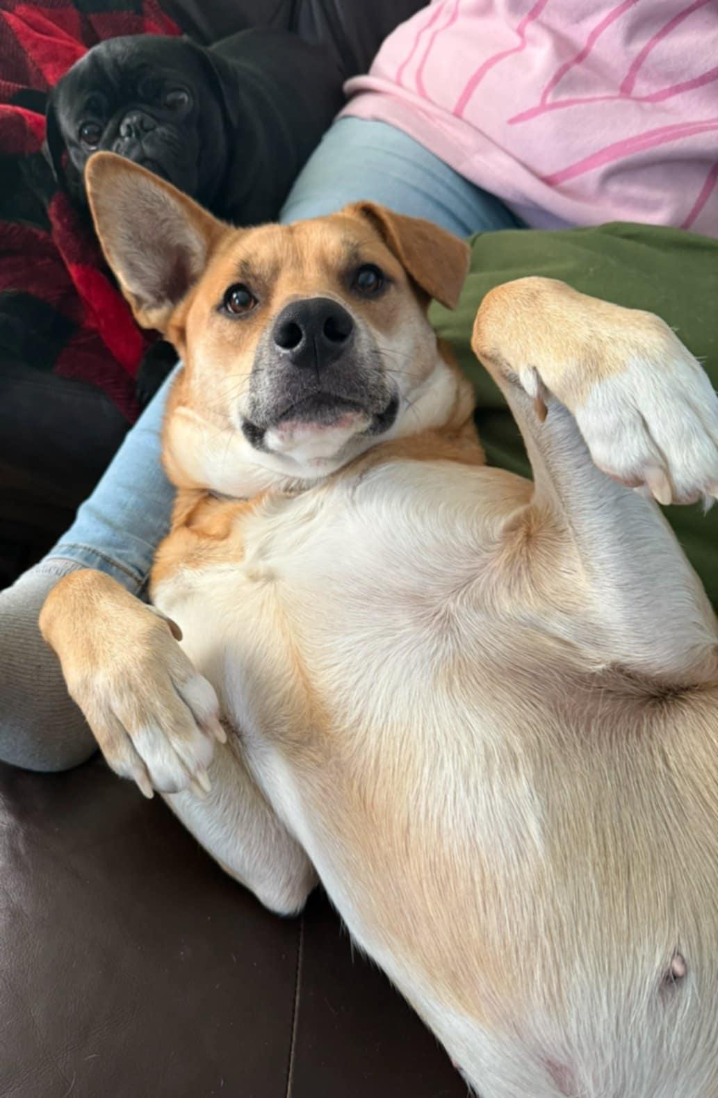 Enlarge Charli - Urgent Foster/Foster to Adopt/Adopter needed, a Adoptable mixed breed in Wantagh, NY image 2/6