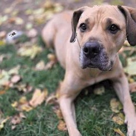 Enlarge Charlie - Playful & Affectionate, an adopted mixed breed in Westport, ON image 1/4