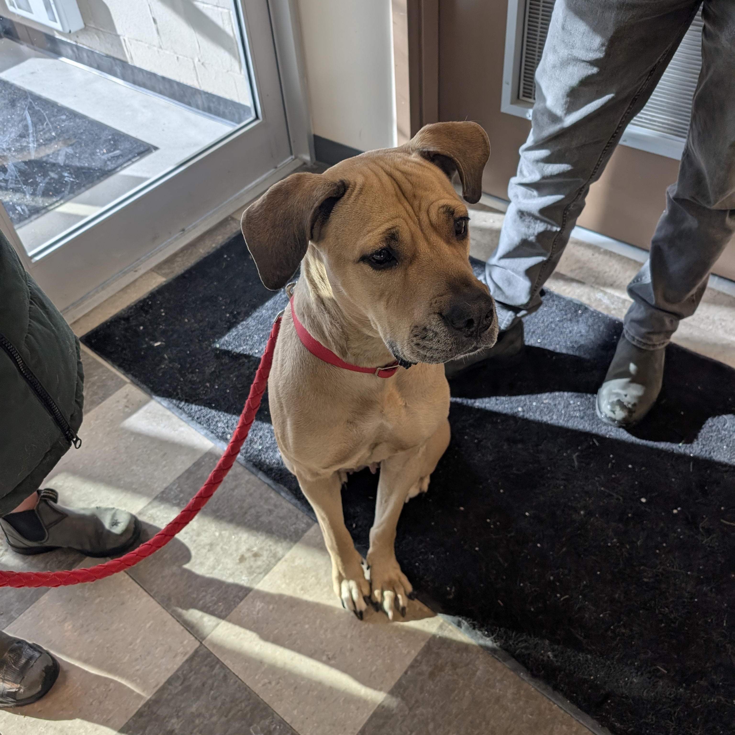 Enlarge Charlie - Playful & Affectionate, an adopted mixed breed in Westport, ON image 2/4