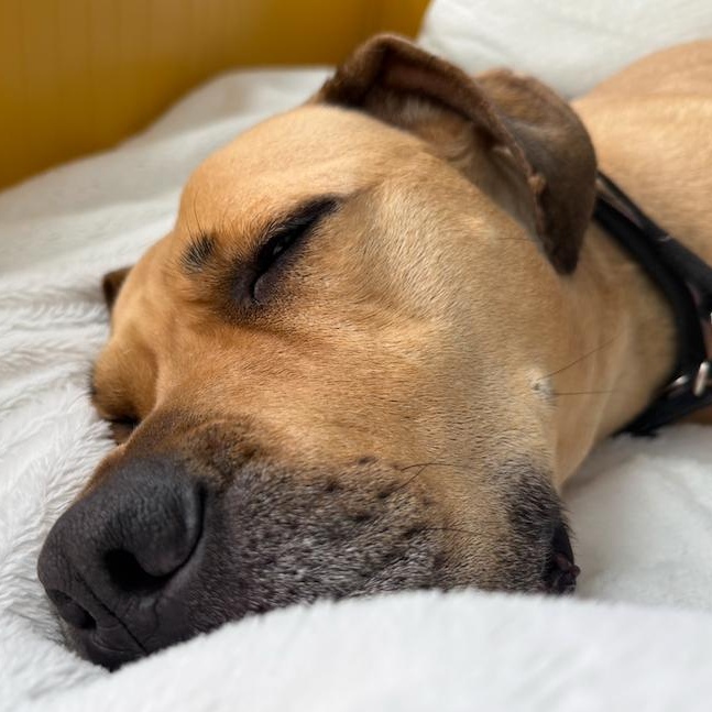 Enlarge Charlie - Playful & Affectionate, an adopted mixed breed in Westport, ON image 3/4