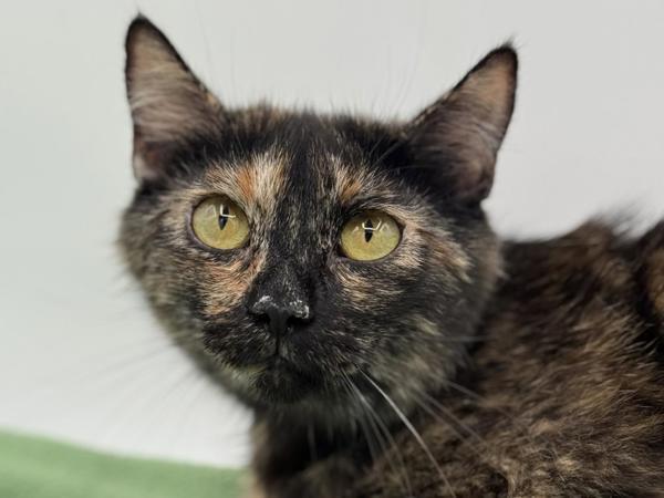 Enlarge Patty Cake, a Adoptable mixed breed in Portland, OR image 1/1