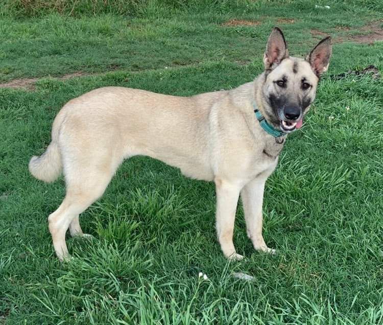 Splenda, Adoptable, Adult Female Anatolian Shepherd & German Shepherd Dog.