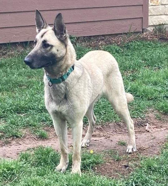 Splenda, a Adoptable mixed breed in Brookshire, TX image 2/3