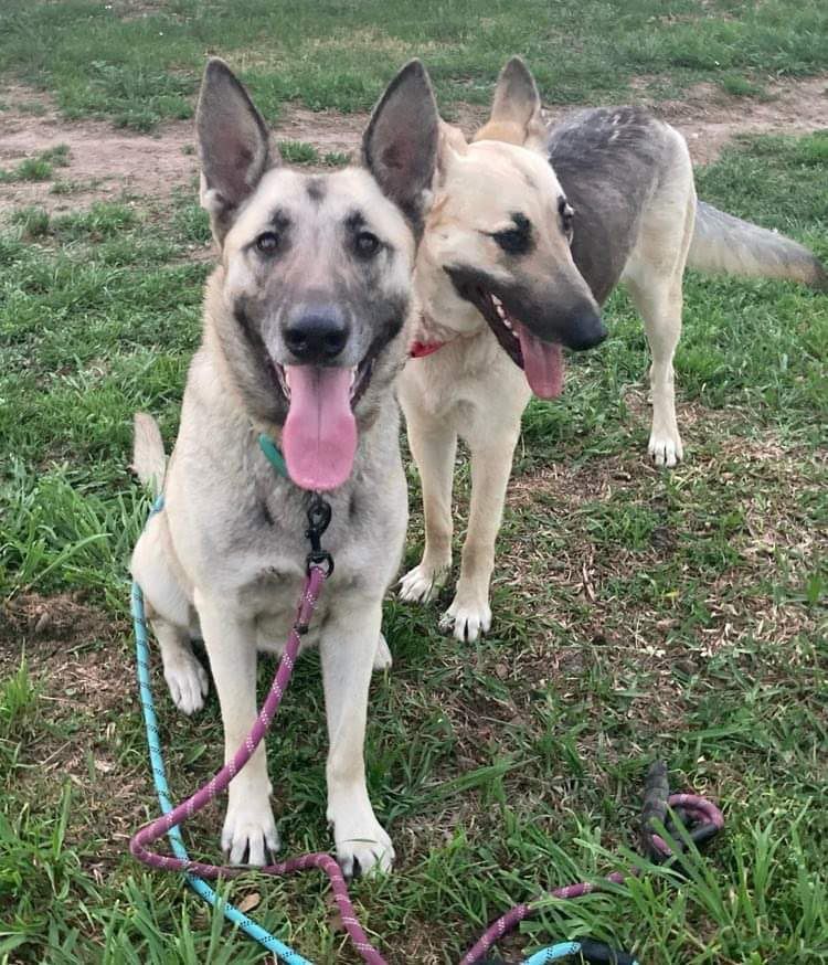 Splenda, a Adoptable mixed breed in Brookshire, TX image 3/3
