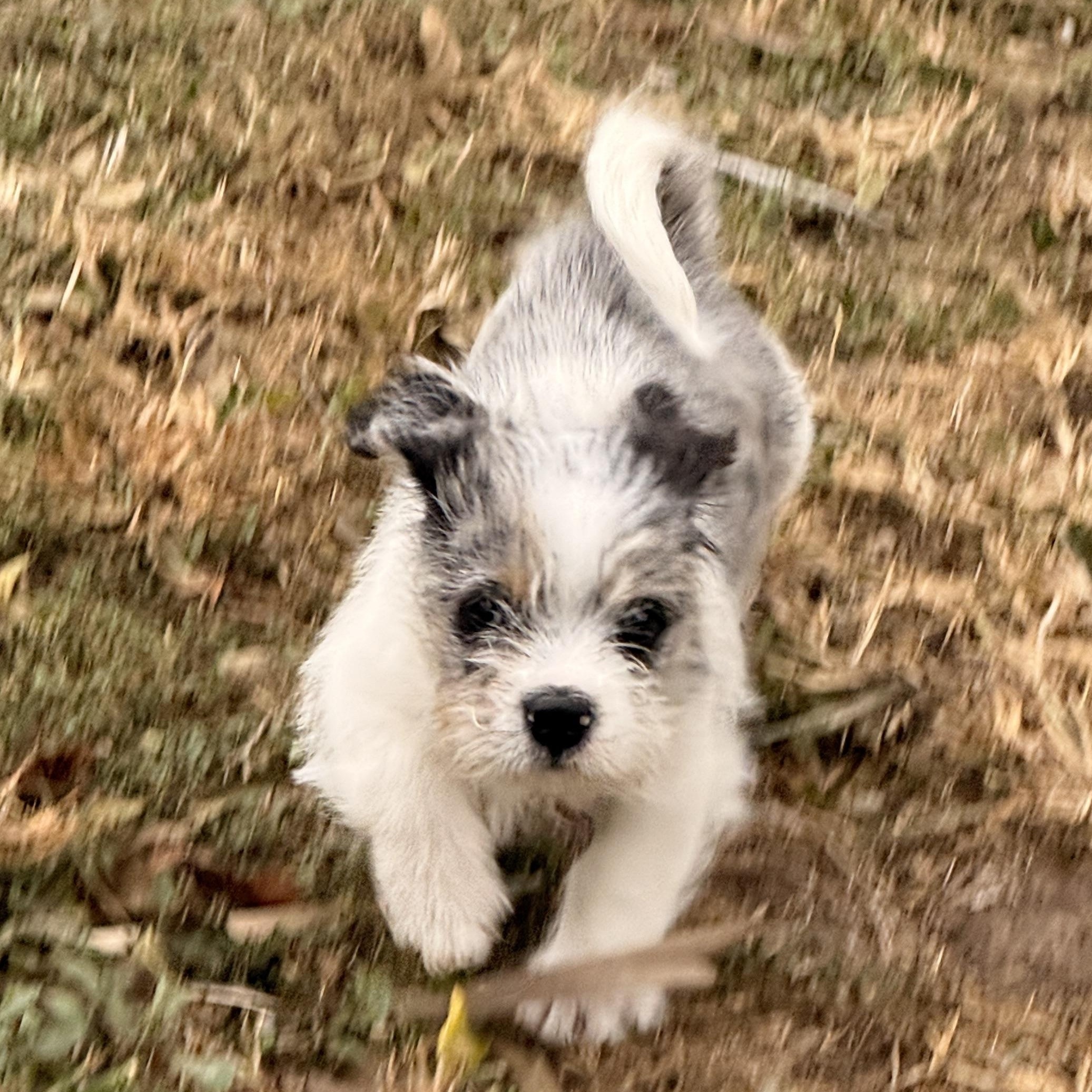 Enlarge Aiden, a hold mixed breed in Summit, NJ image 3/5