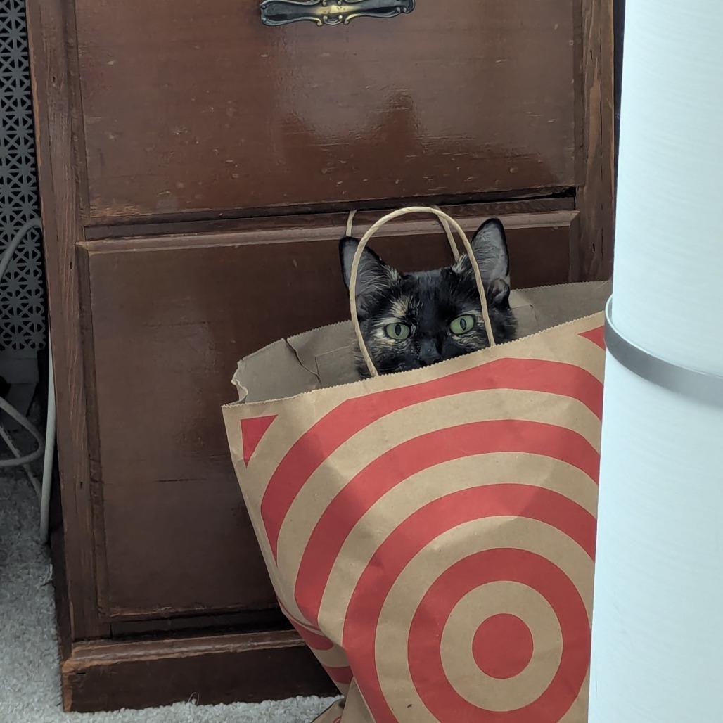 Enlarge Bunny, a Adoptable Domestic Short Hair in PITTSBURGH, PA image 1/5