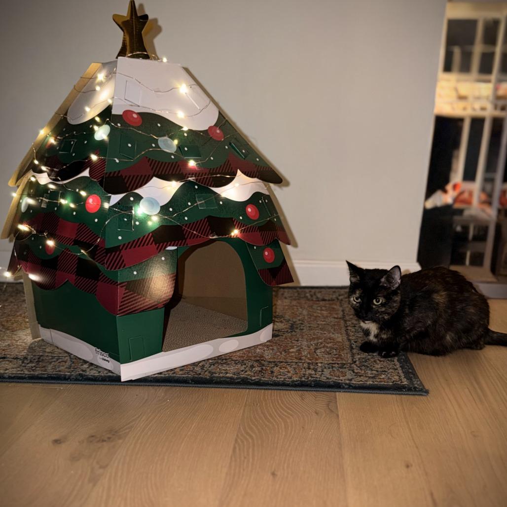 Enlarge Bunny, a Adoptable Domestic Short Hair in PITTSBURGH, PA image 2/5