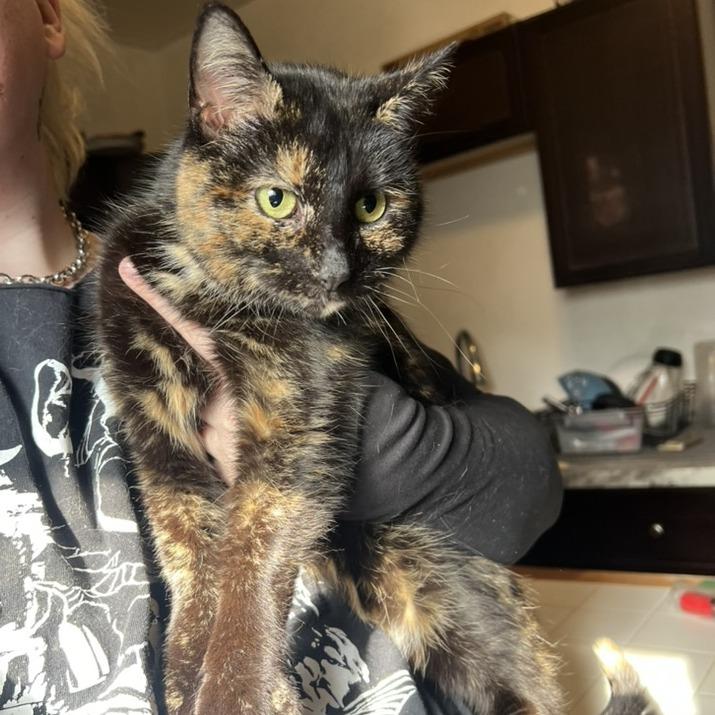 Enlarge Bunny, a Adoptable Domestic Short Hair in PITTSBURGH, PA image 3/5