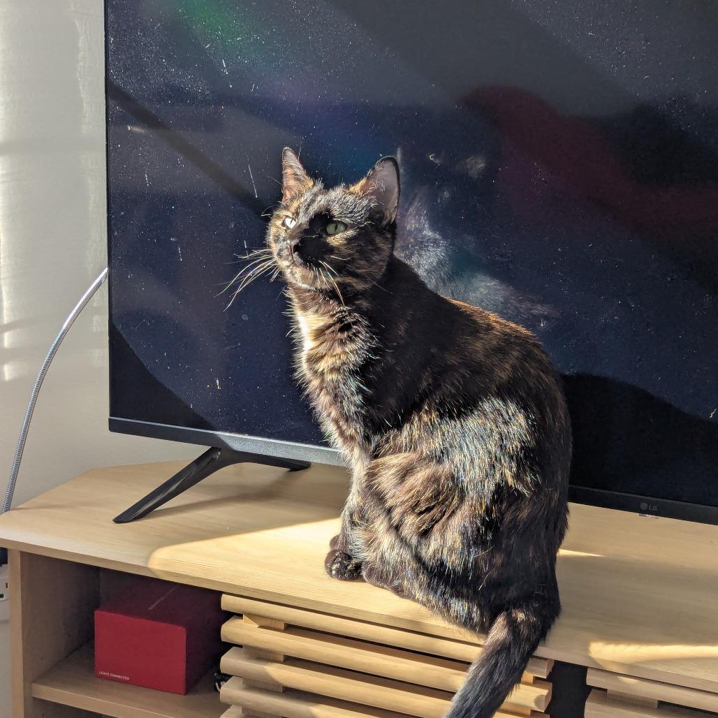 Bunny — thumbnail 4