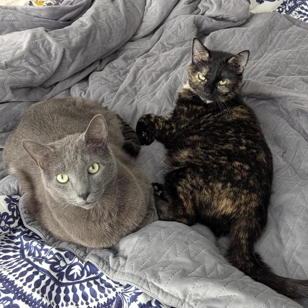 Enlarge Bunny, a Adoptable Domestic Short Hair in PITTSBURGH, PA image 5/5