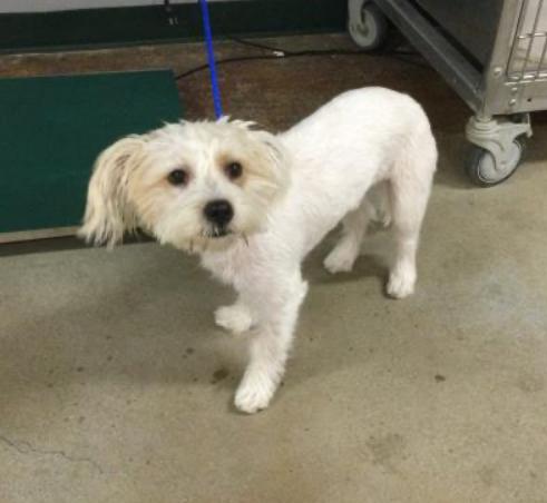 Shep, an adoptable Maltese in Vassalboro, ME, 04989 | Photo Image 1