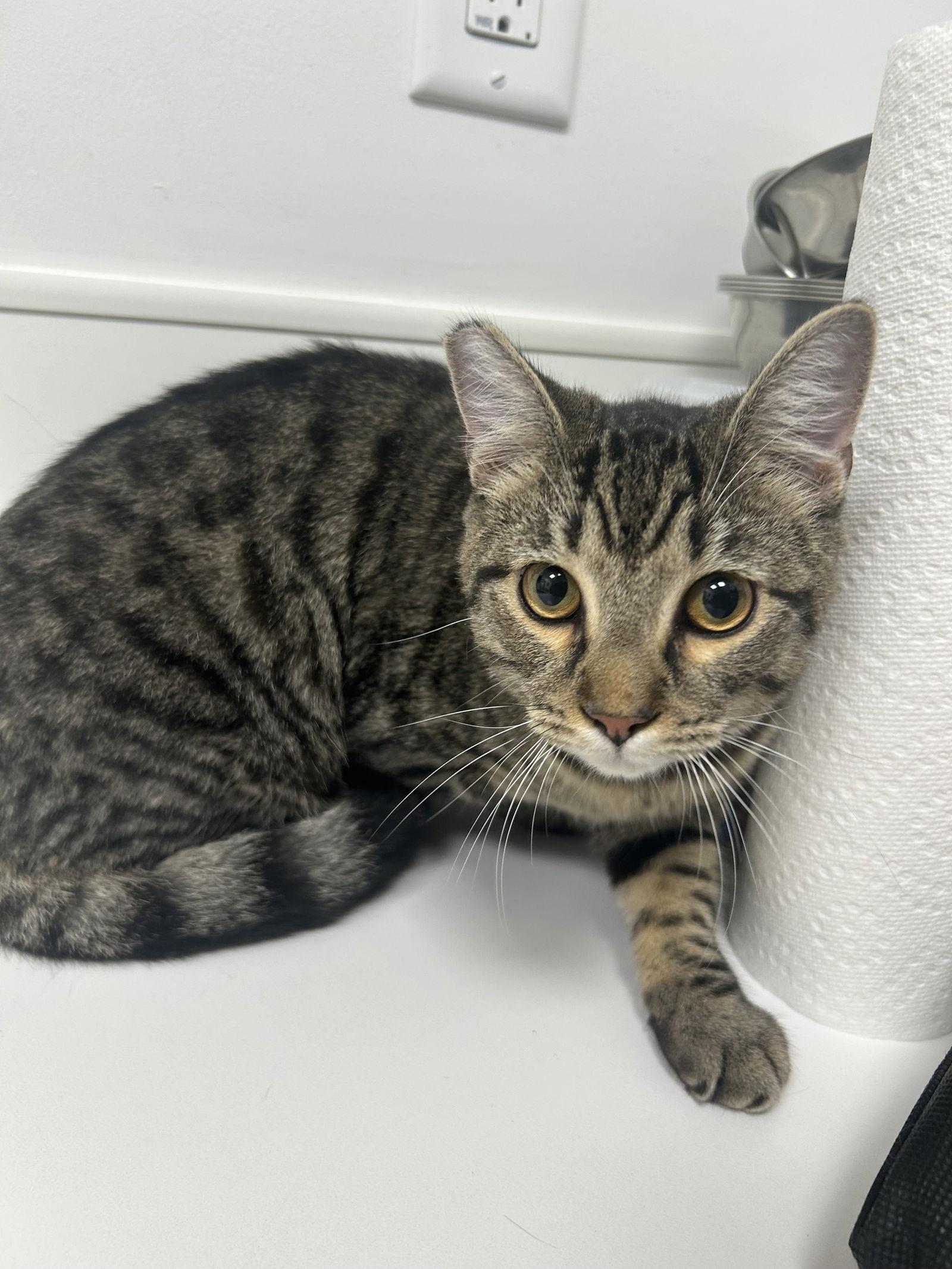 Pollie, Adopted, Young Female American Shorthair.