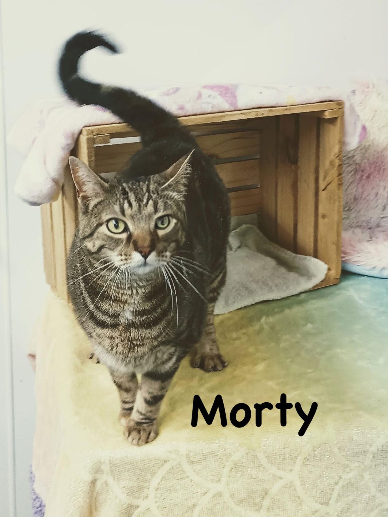 Enlarge Morty, a Adoptable mixed breed in Morehead, KY image 1/2