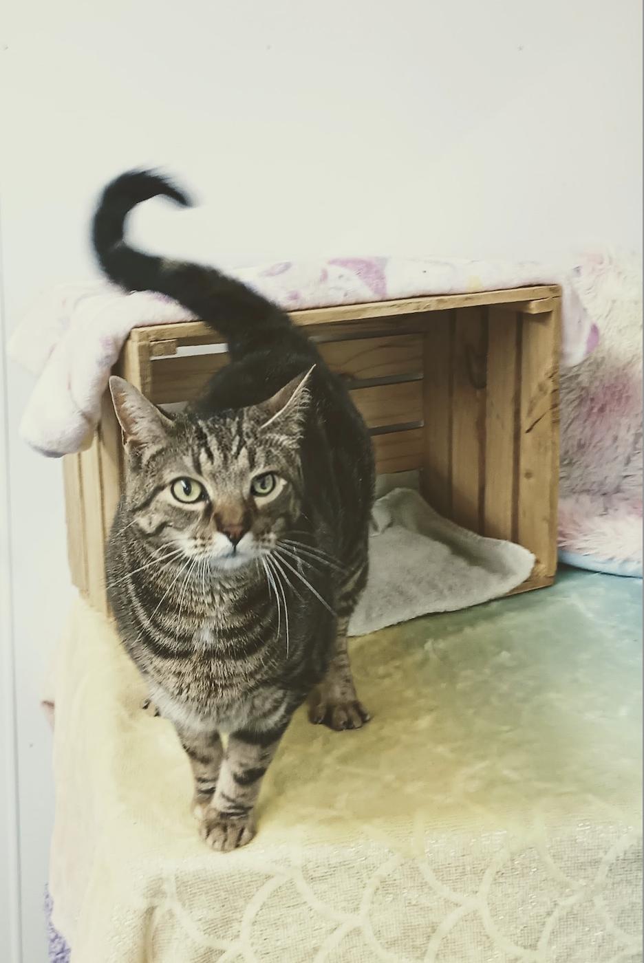 Enlarge Morty, a Adoptable mixed breed in Morehead, KY image 2/2