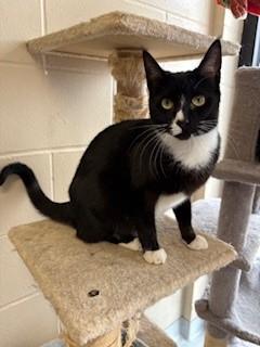 Sage, a ADOPTABLE Domestic Short Hair in Mason City, IA image 2/2