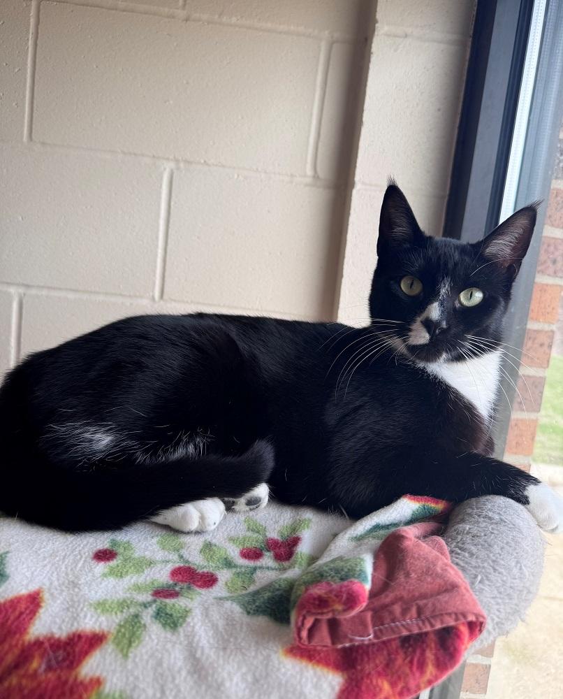Sage, ADOPTABLE, Adult Female Domestic Short Hair.