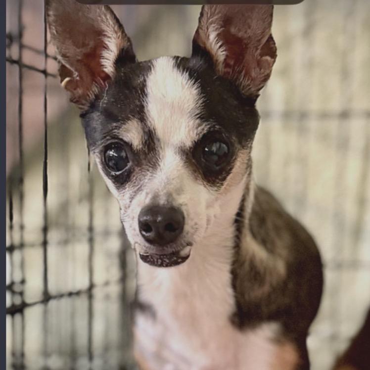 Catalina, a Adoptable Chihuahua in Hudson, IL image 1/2