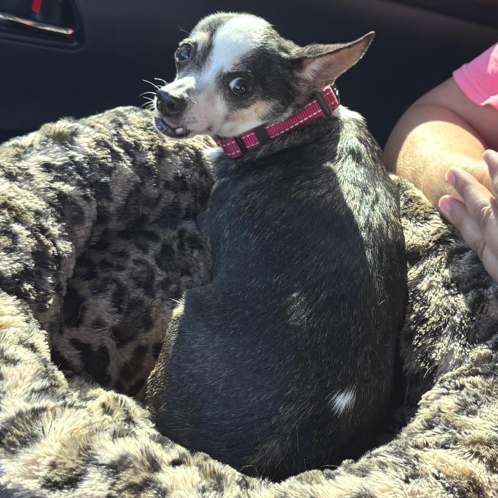 Catalina, a Adoptable Chihuahua in Hudson, IL image 2/2