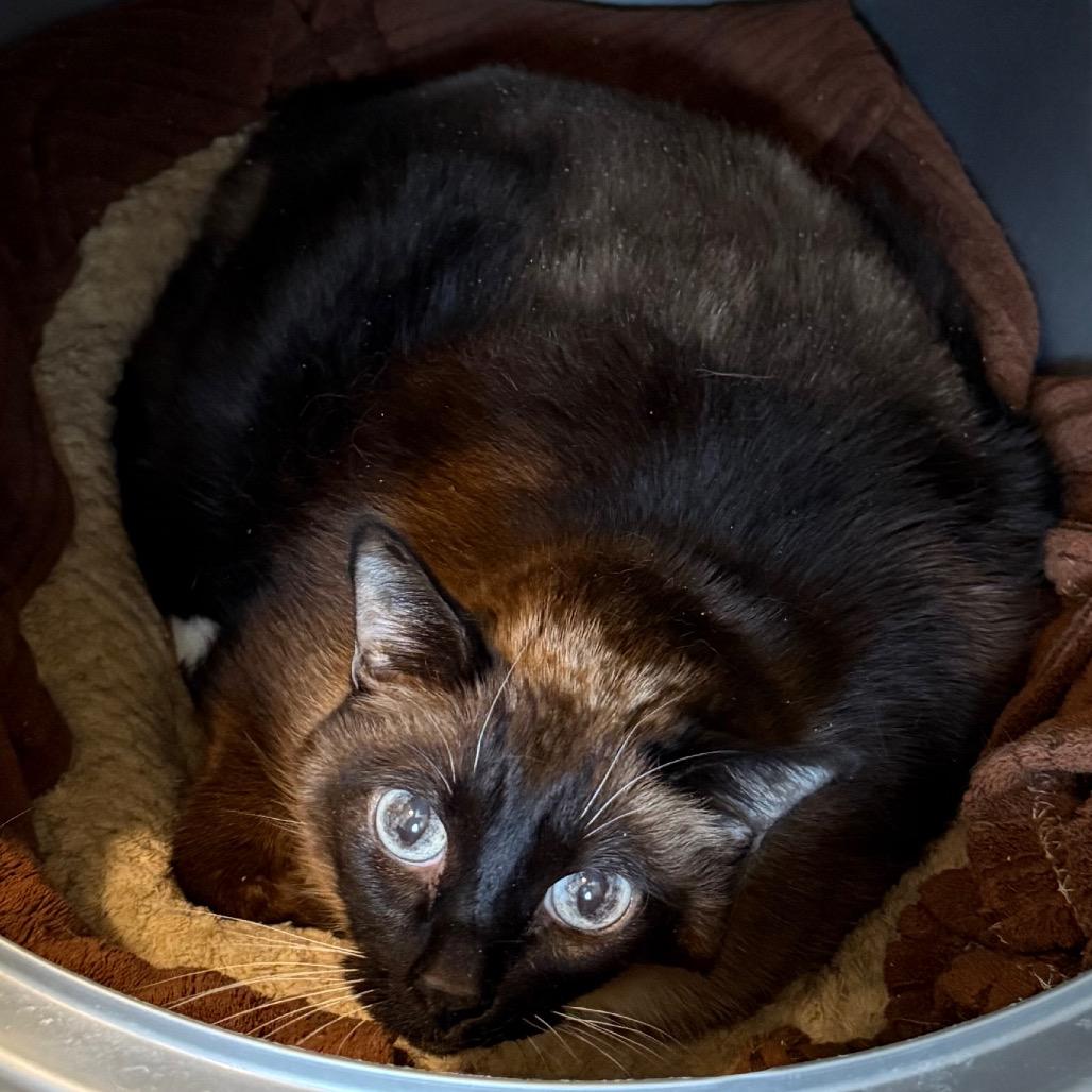 Enlarge Sissy, a Adoptable mixed breed in Cedaredge, CO image 2/6