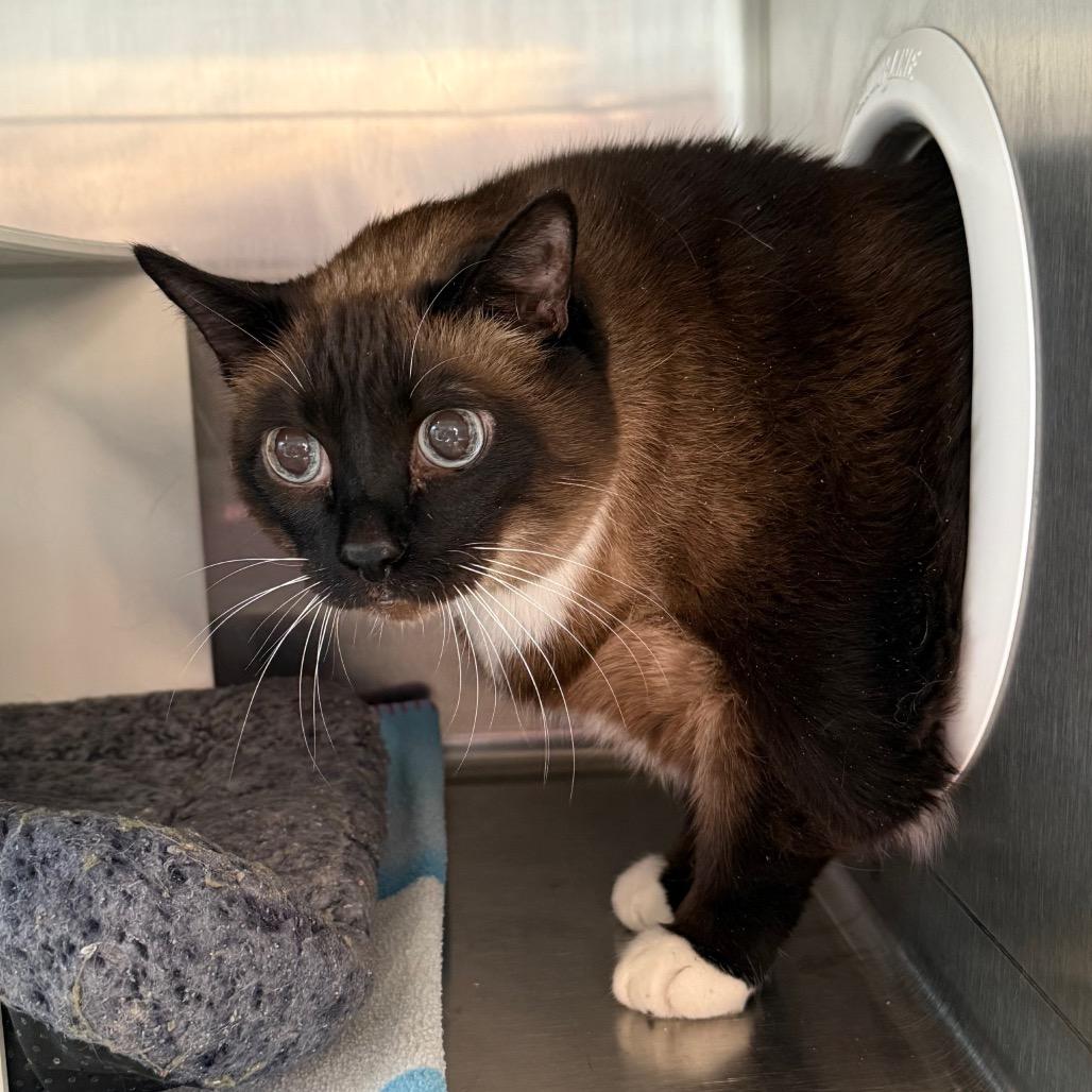 Enlarge Sissy, a Adoptable mixed breed in Cedaredge, CO image 1/3