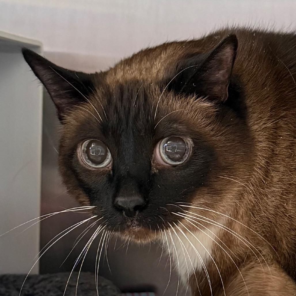 Enlarge Sissy, a Adoptable mixed breed in Cedaredge, CO image 2/3