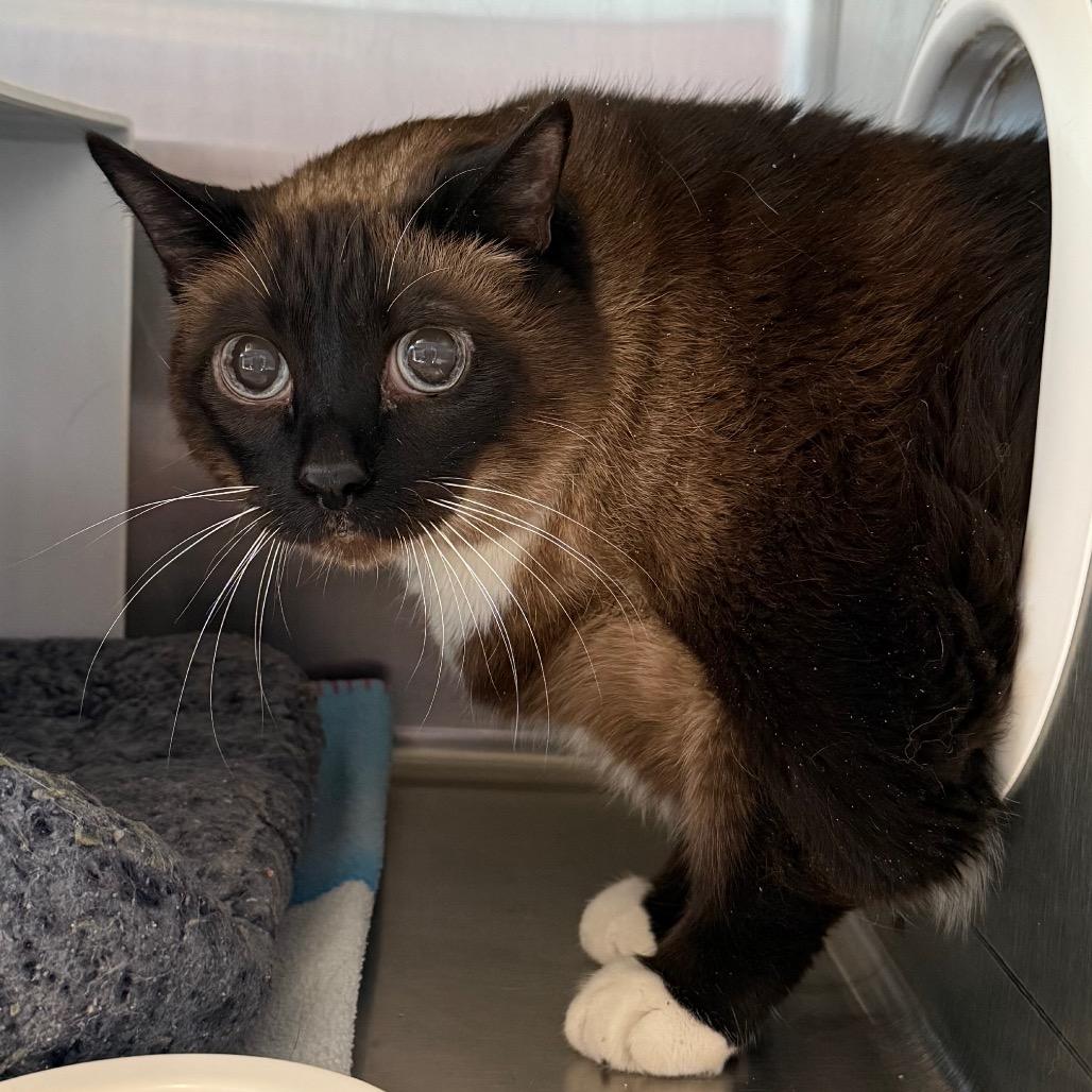 Enlarge Sissy, a Adoptable mixed breed in Cedaredge, CO image 3/3