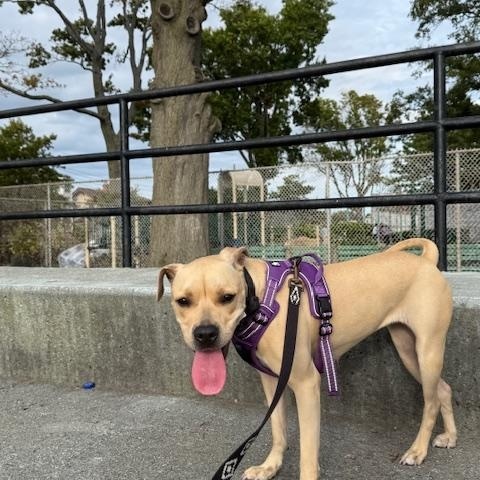 Cinnabun, Adoptable, Young Female Pit Bull Terrier & Mixed Breed.