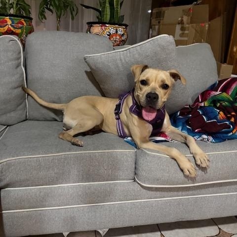 Enlarge Cinnabun, a Adoptable mixed breed in Far Rockaway, NY image 2/3