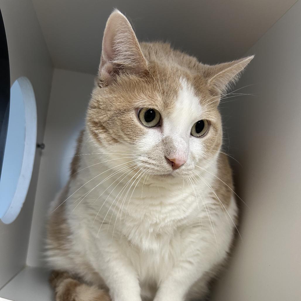 Link, Adoptable, Adult Male Domestic Short Hair.