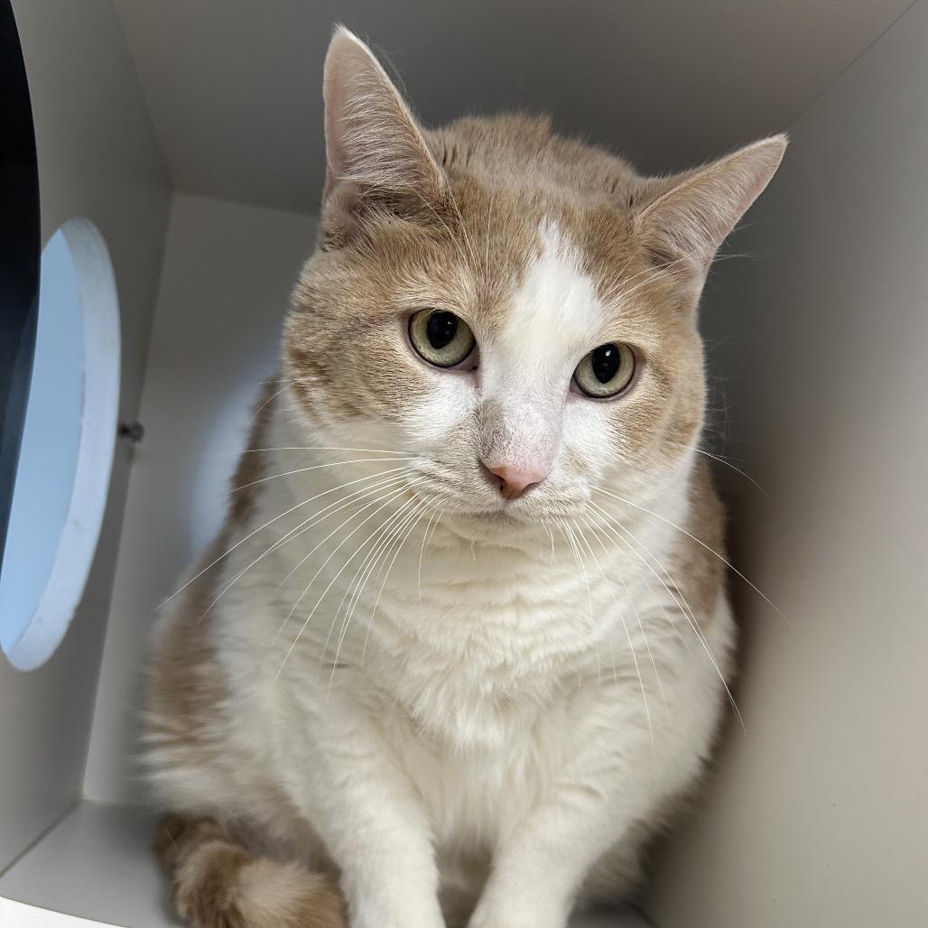 Enlarge Link, a Adoptable Domestic Short Hair in Uniontown, PA image 2/2