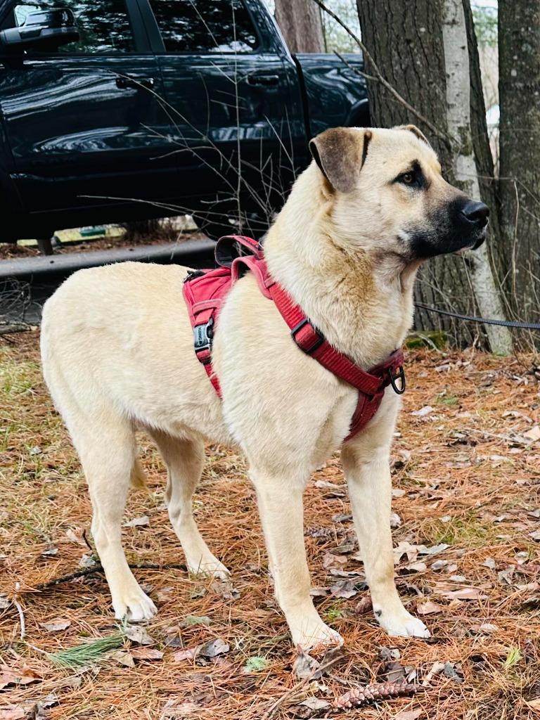 Enlarge Rex, a Adoptable mixed breed in Cloquet, MN image 1/1