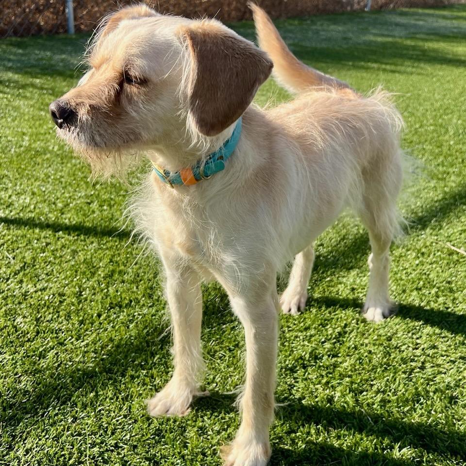 Arthur, Adoptable, Adult Male Chihuahua & Terrier.