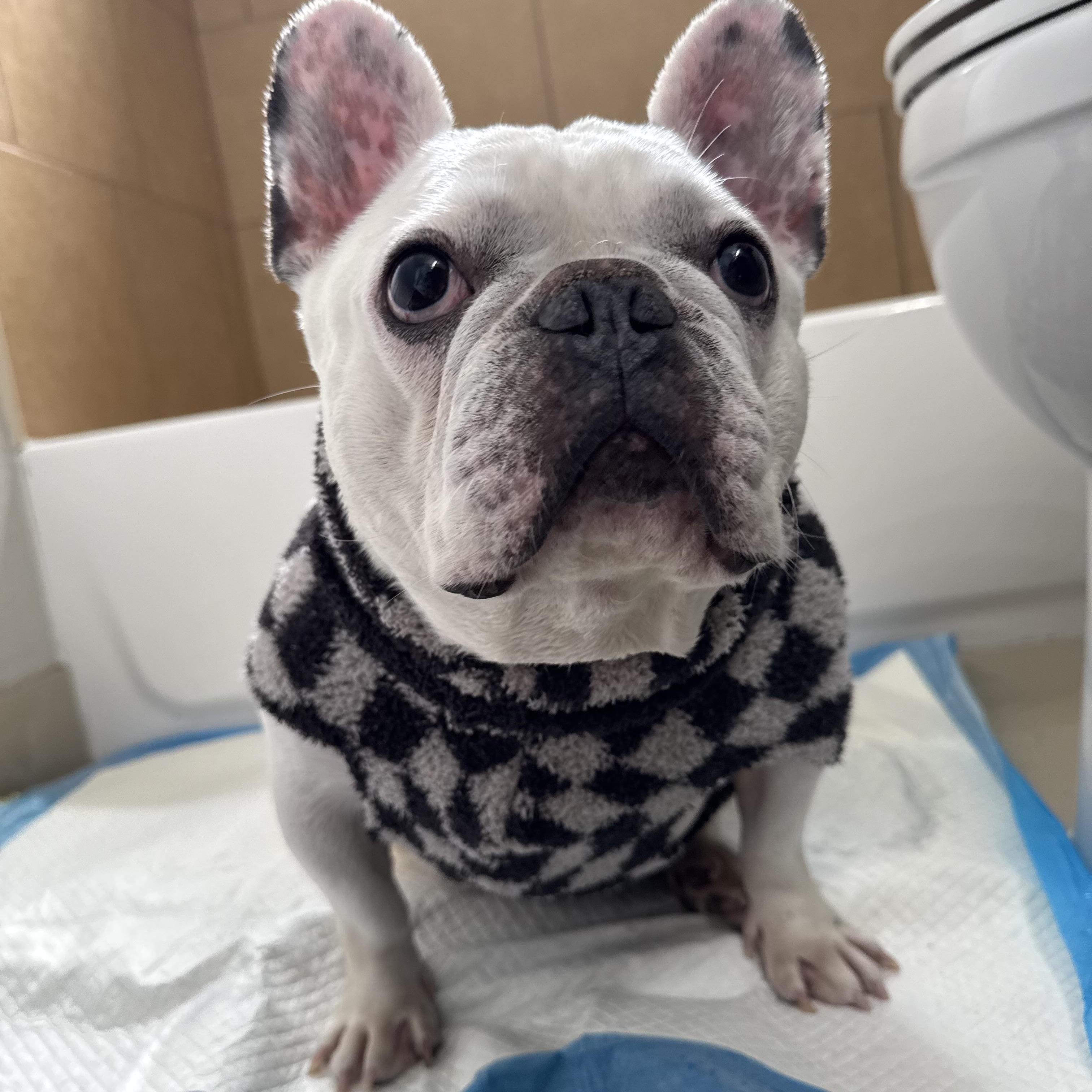 Enlarge Bruno, a Adoptable French Bulldog in Plantation, FL image 1/1