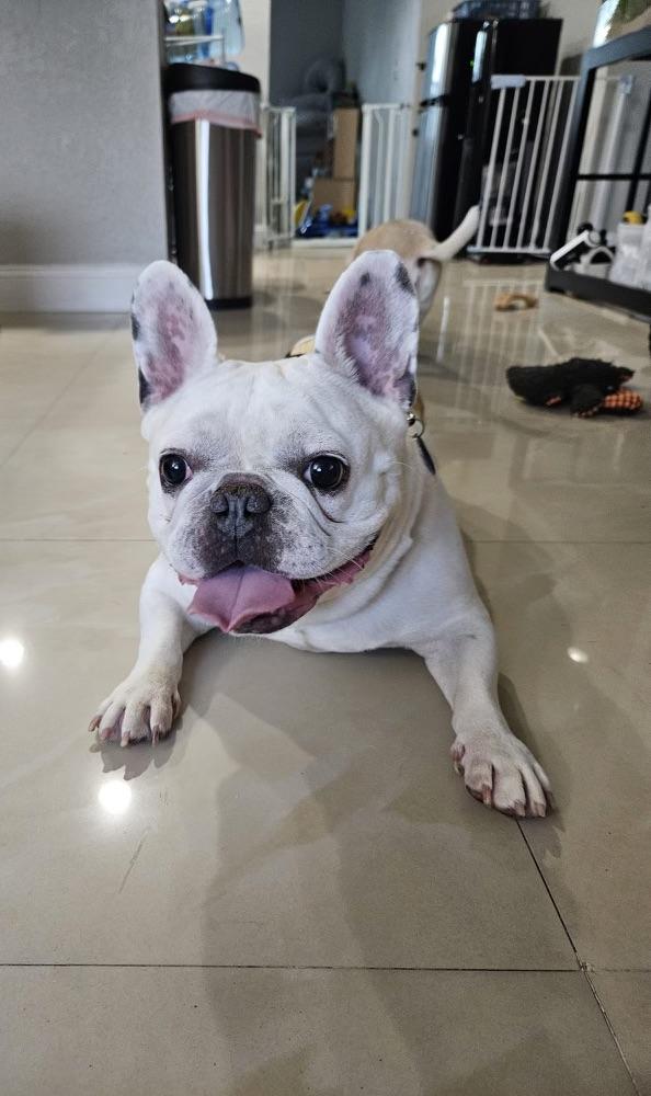 Bruno, Adoptable, Senior Male French Bulldog.