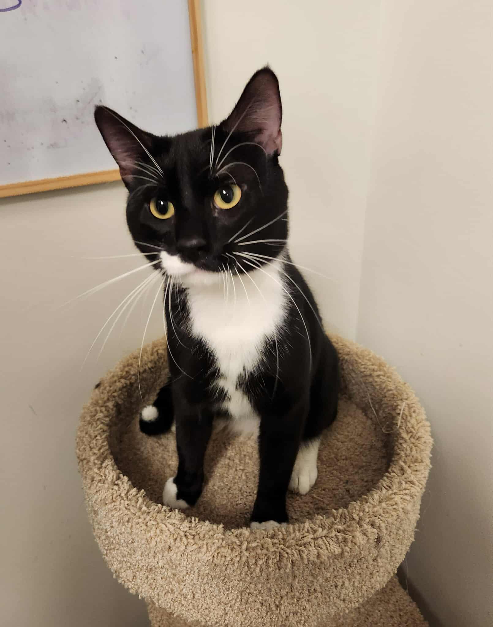 BATMAN, an adoptable Domestic Short Hair in Grand Forks, ND, 58203 | Photo Image 1
