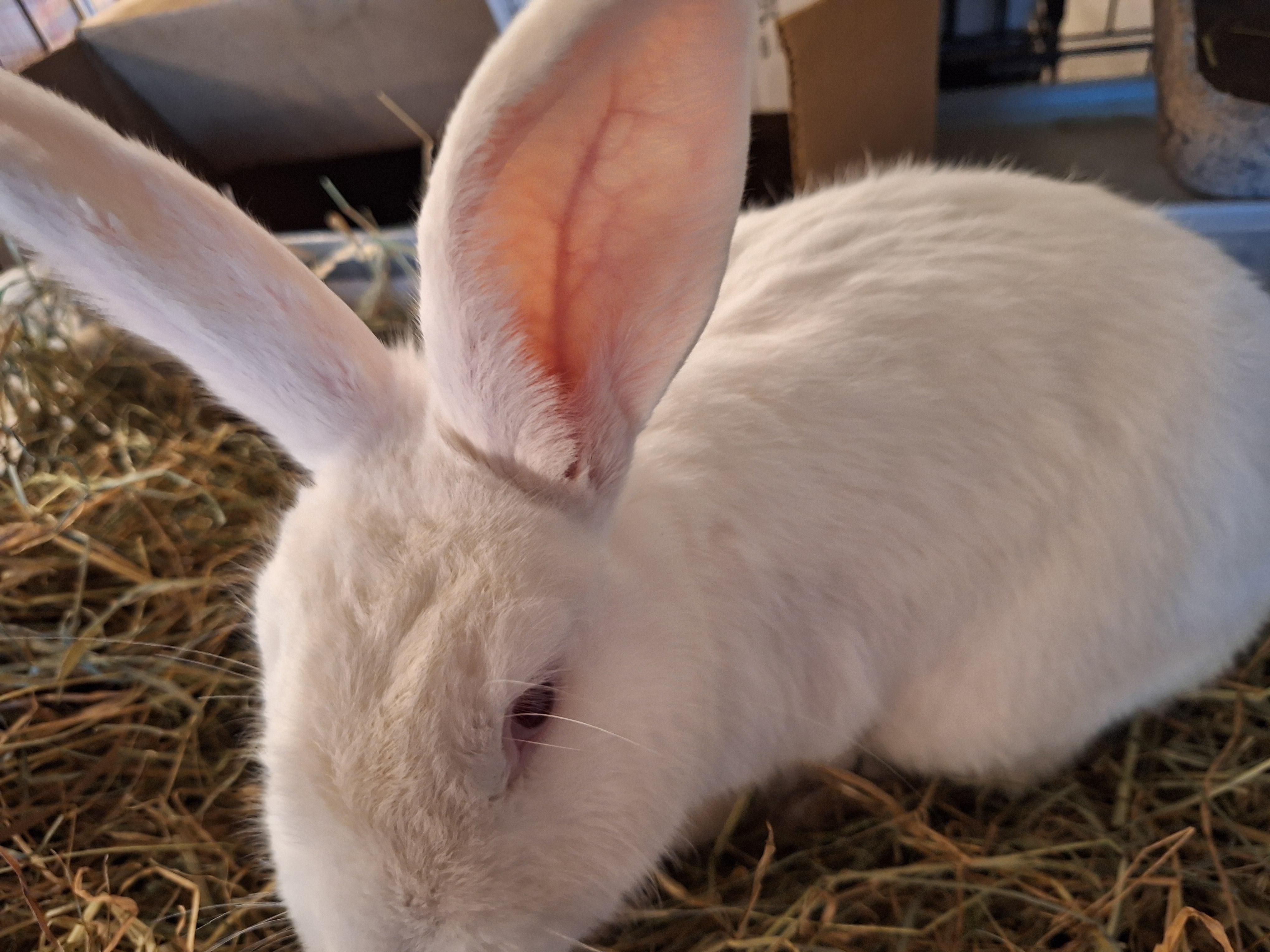 Enlarge GAVIN, a Adoptable New Zealand in Forest Hills, NY image 2/6