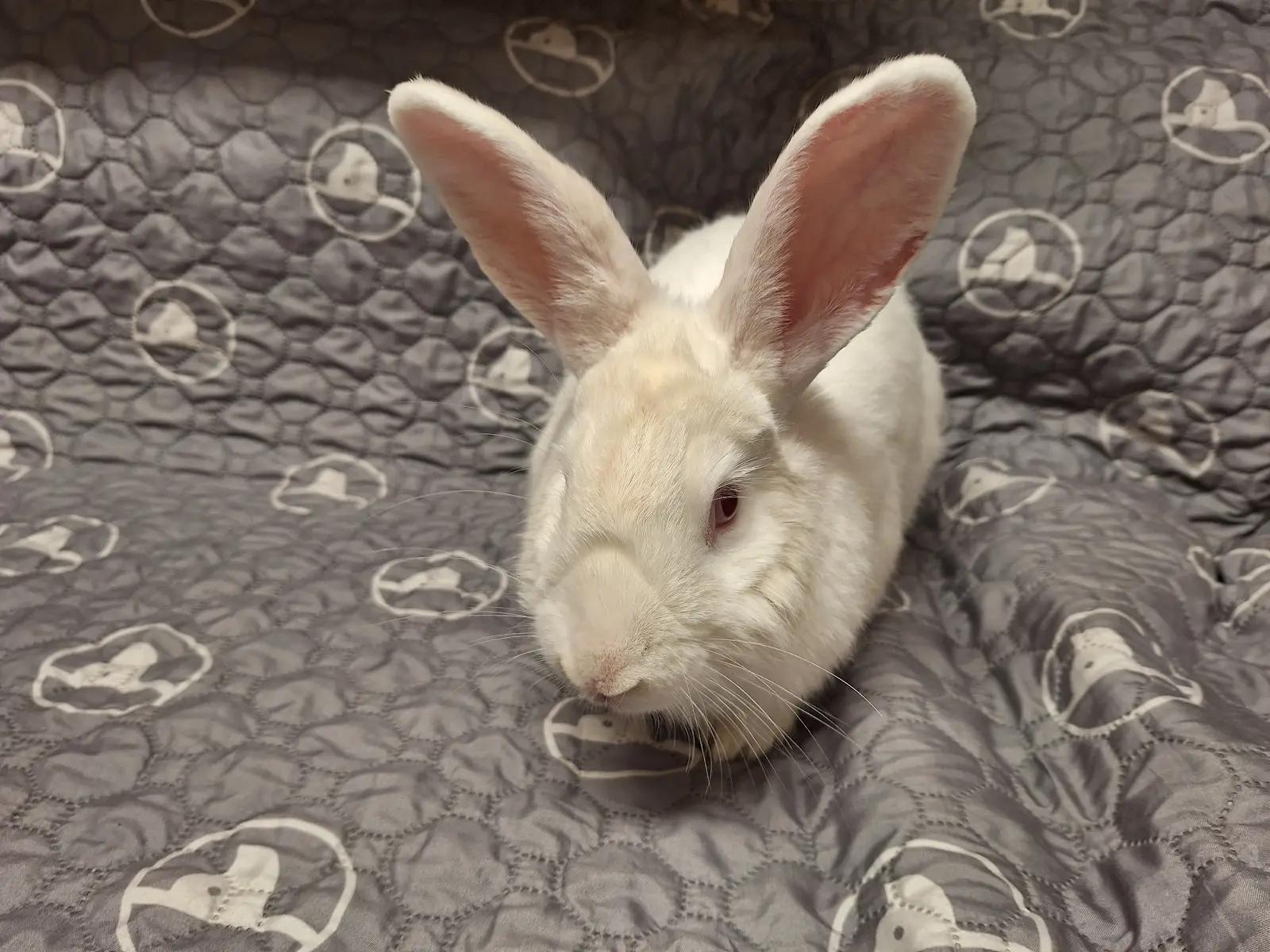 Enlarge GAVIN, a Adoptable New Zealand in Forest Hills, NY image 6/6