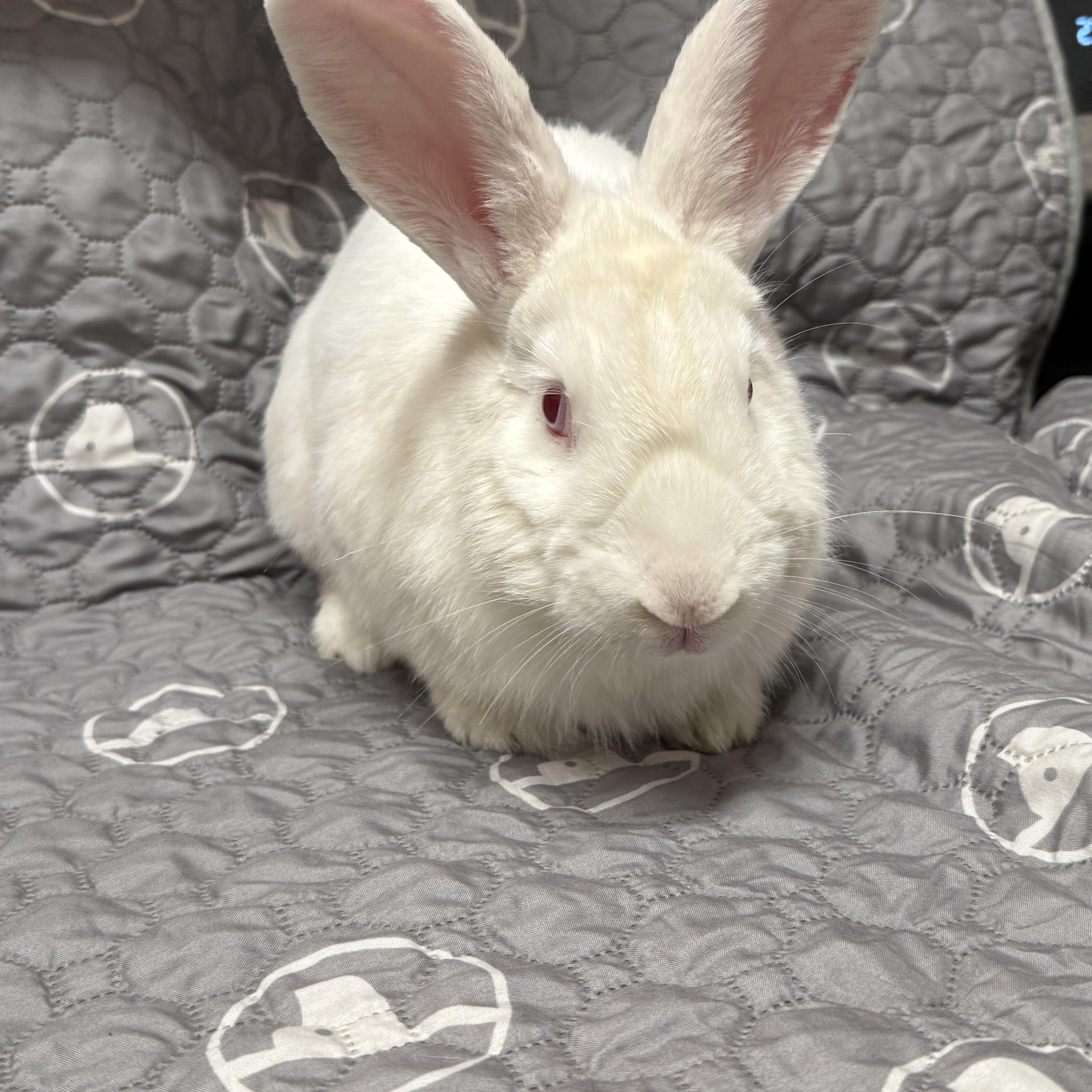 Enlarge GAVIN, a Adoptable New Zealand in Forest Hills, NY image 1/6