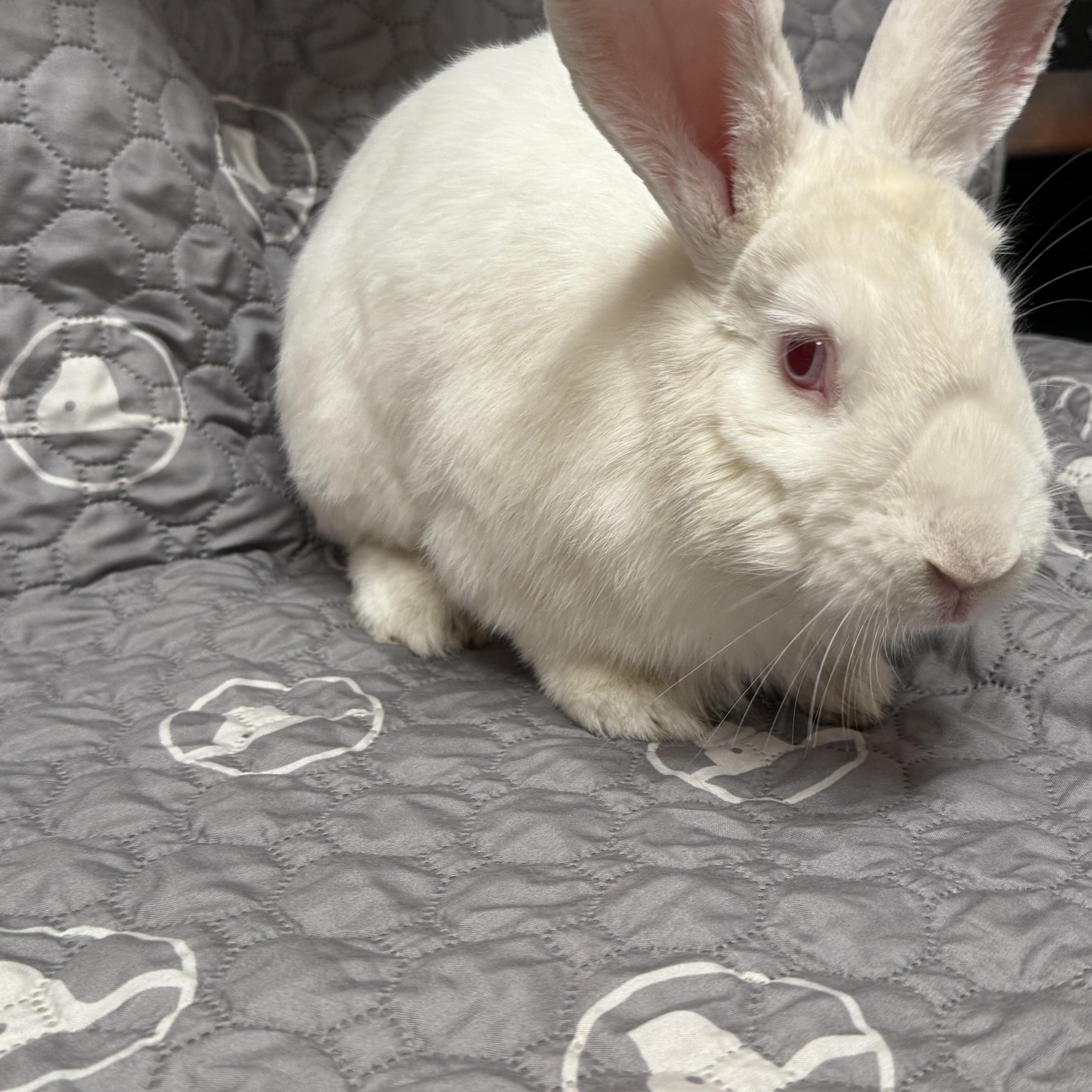 Enlarge GAVIN, a Adoptable New Zealand in Forest Hills, NY image 5/6