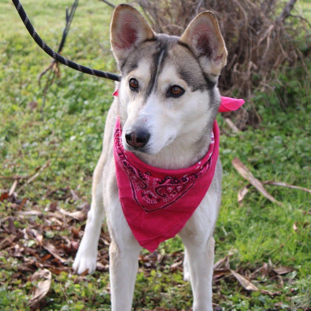 Rally in NH! Come Meet our Adoptable Dogs Wednesday-Saturday. More info in Bio!, ADOPTABLE, Adult Female Husky.